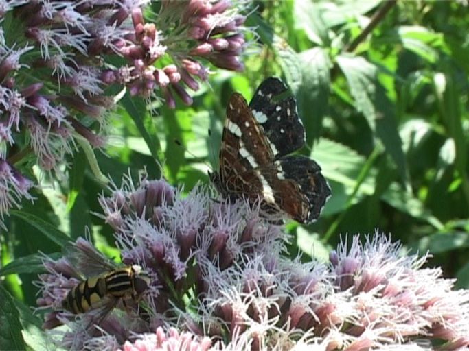 Landkärtchen ( Araschnia levana ), Sommergeneration, und Wespe auf Wasserdost : Am Niederrhein, Biotop, 07.08.2004